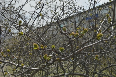 В Забайкалье 23 апреля ожидается ветер порывами до 20 м/с