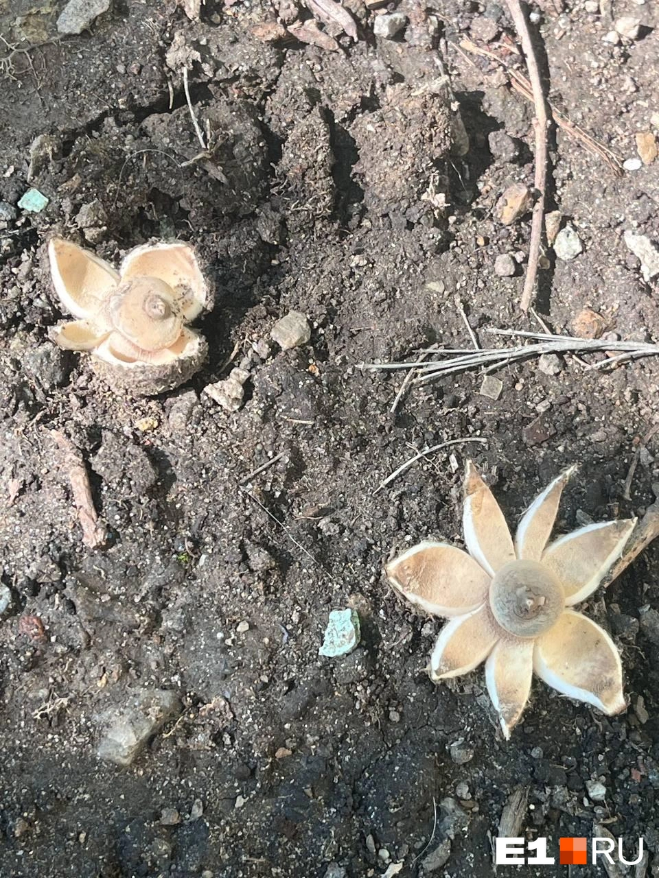 Источник: читательница E1.RU