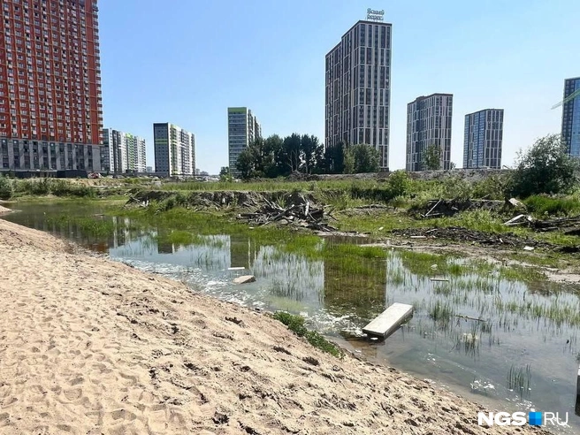 Иногда малышня купается прямо в этом болотце | Источник: Настасья Медведева / NGS.RU