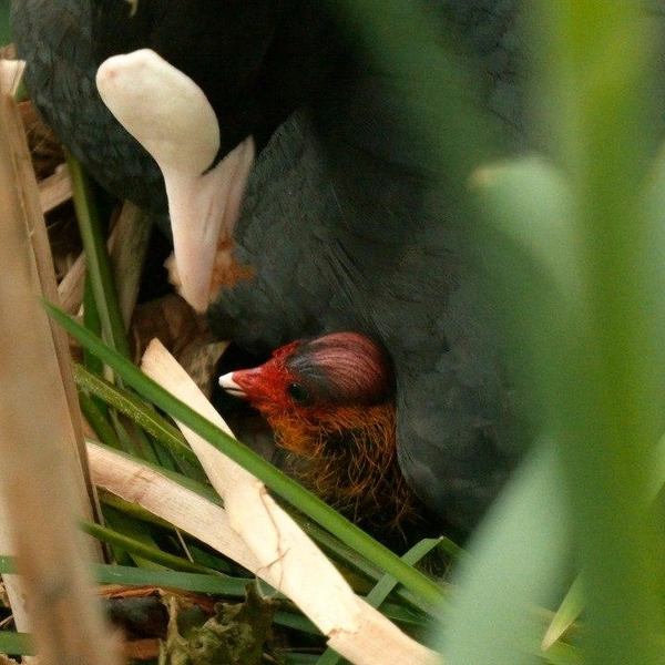 Источник: Каждой твари по паре | Павел Глазков | Животные, природа, Санкт-Петербург, Ленобласть