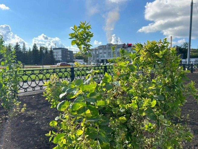 На территории уже высадили декоративные кустарники и цветы | Источник: www.city-n.ru