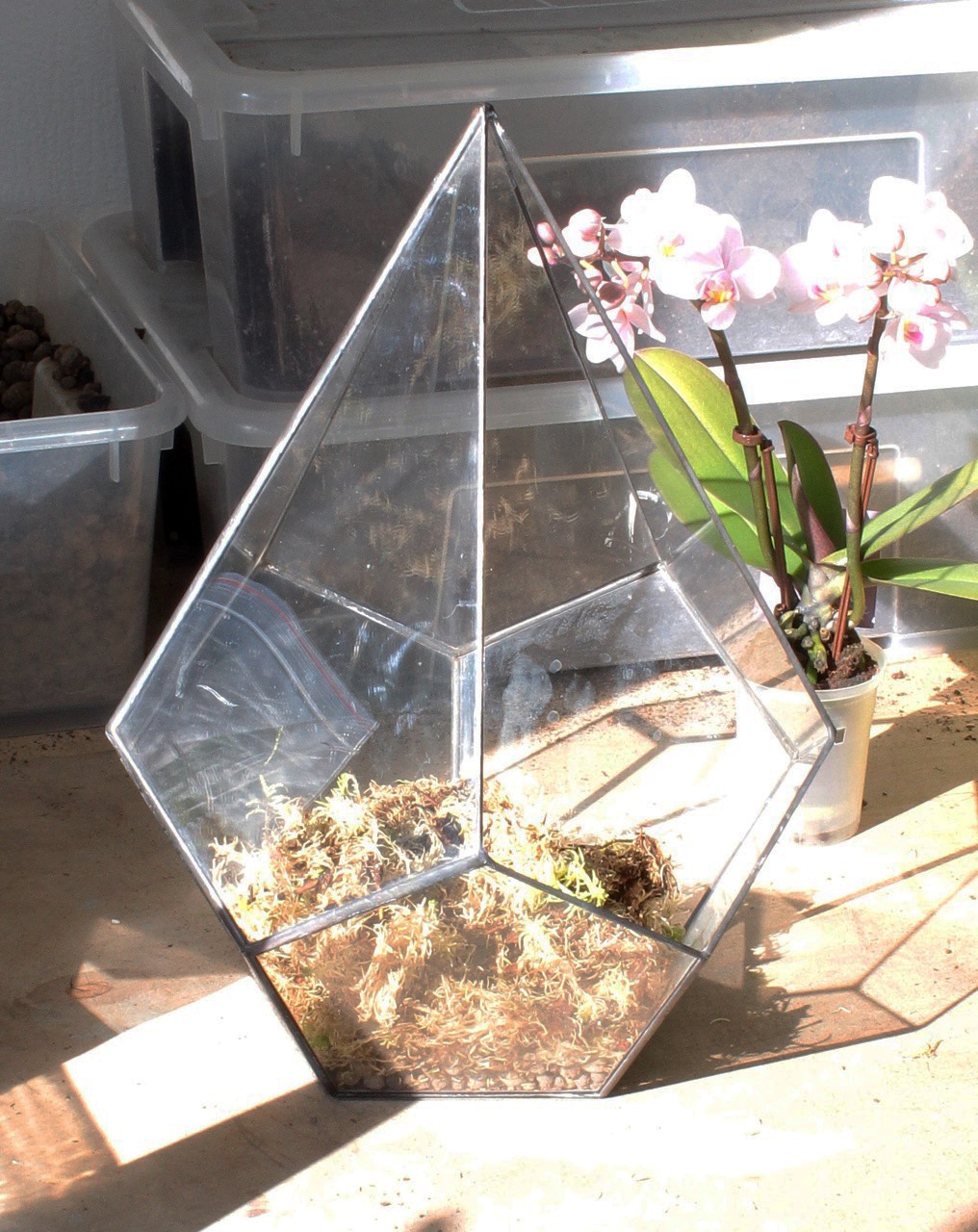 Флорариум с орхидеей | Интернет-магазин Flora-glass. Флорариумы в Санкт-Петербурге