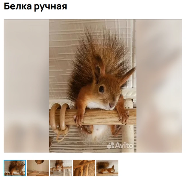 Она пришла | Источник: Avito.ru