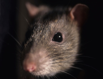 Пасюк вездесущий: как крысам удалось завоевать мир