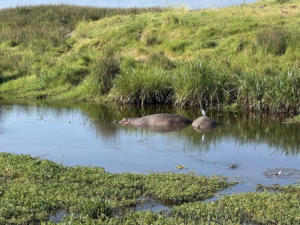 Бегемотов люди с фотоаппаратами тоже не впечатлили | Источник: Эрдня / Личный архив