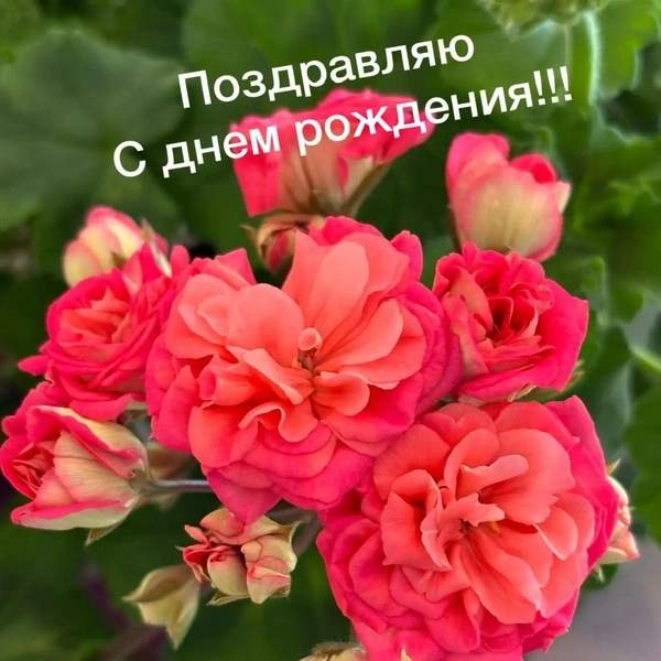 Женщина даже делает открытки со своими цветами | Источник: читатель 59.RU