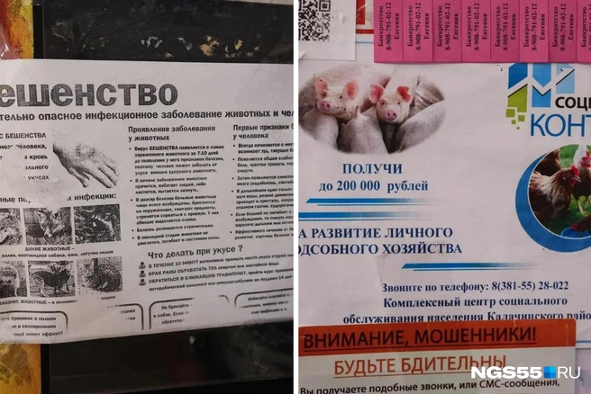 На доске объявлений — информация о бешенстве и получении денег на разведение свиней | Источник: Евгений Софийчук / NGS55.RU