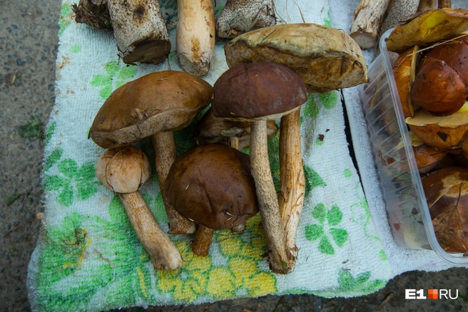 Подберезовик легко найти в лесу, а приготовить с ним вкусное блюдо еще проще | Источник: Артём Устюжанин / E1.RU