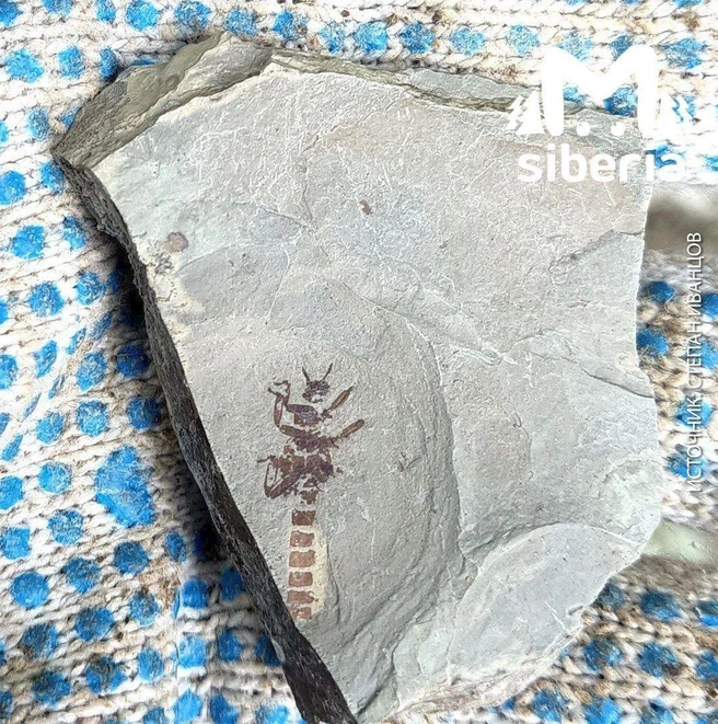 Уникальные останки древних животных и растений обнаружили под Новокузнецком | Источник: www.city-n.ru