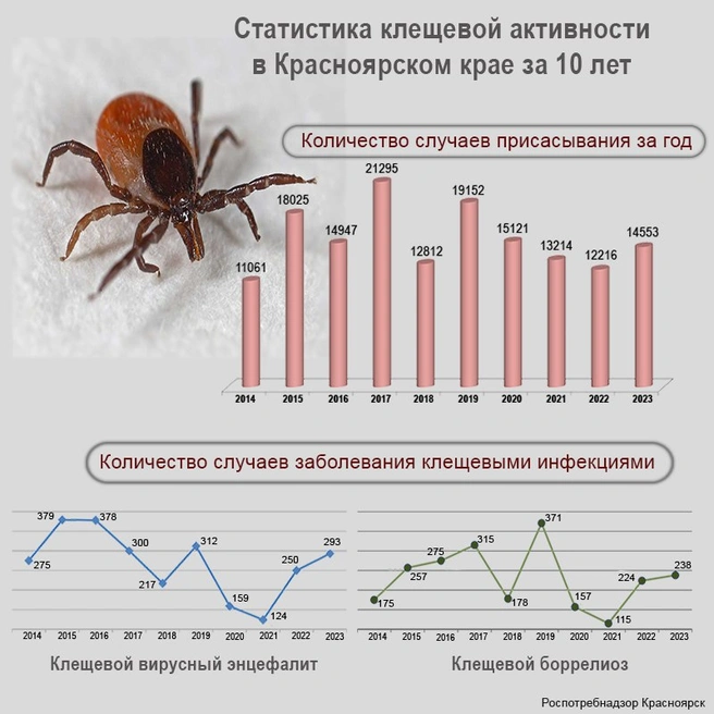 В августе клещи активны