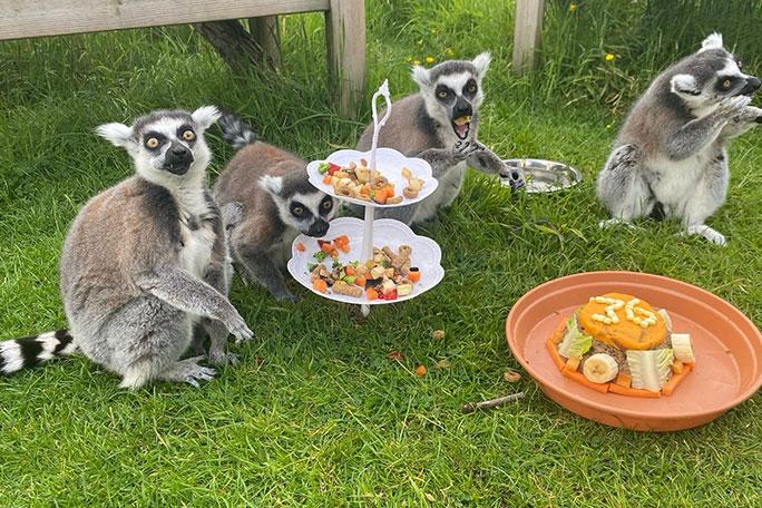 День рождения удался!  | Источник: Five sisters zoo