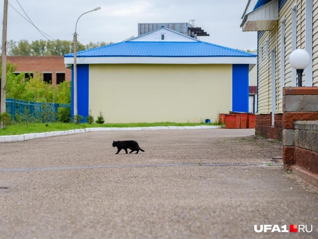 Гуляет сама по себе | Источник: Булат Салихов / UFA1.RU