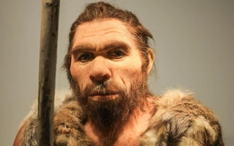 Неандертальцы съели «чужих» женщин и детей 45 тысяч лет назад в пещере в Бельгии