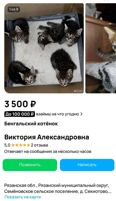 Тоже очень милые пушистики, но всего за 3,5 тысячи рублей | Источник: сайт бесплатных объявлений