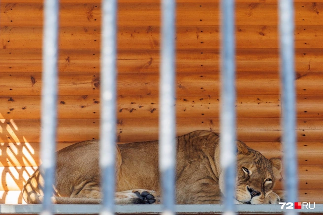 Мое посещение пришлось на время отдыха львов | Источник: Ирина Шарова / 72.RU