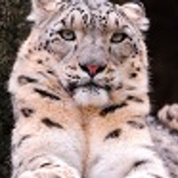 Аватарка Магнус