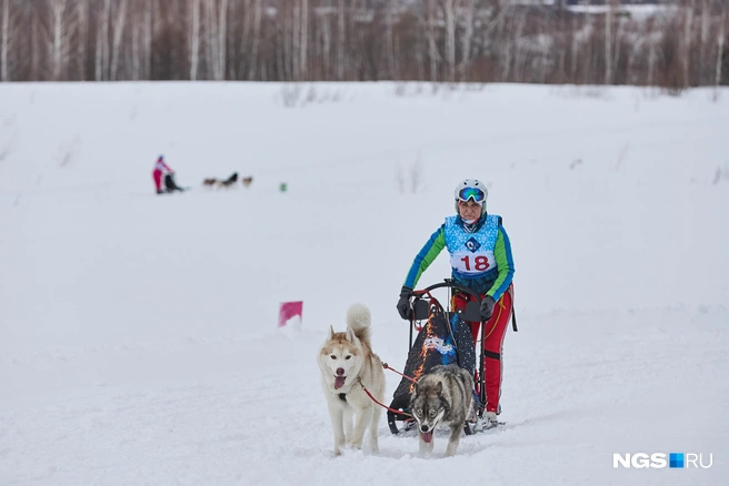 Есть соревнования для разного количества собак в упряжке | Источник: Александр Ощепков / NGS.RU