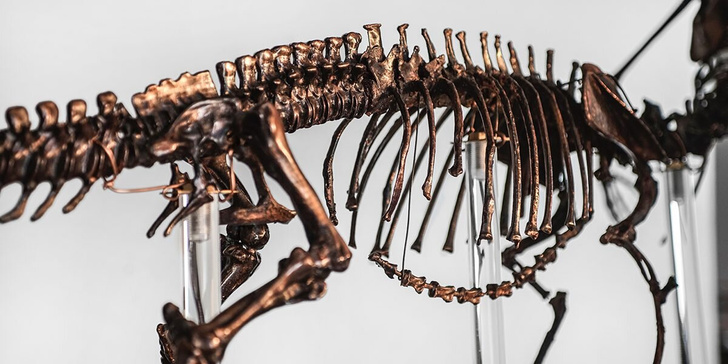Ученые обнаружили следы самого маленького динозавра