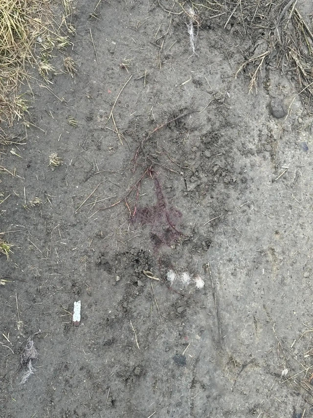 Следы медведя заметили в пригороде Барнаула — фото