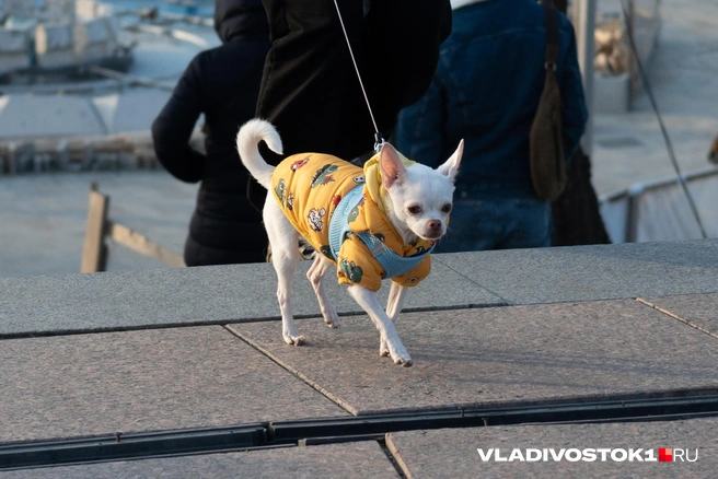 Источник: Елена Буйвол / VLADIVOSTOK1.RU