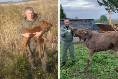 Спасенного лосенка выпустили в лес в Татарстане