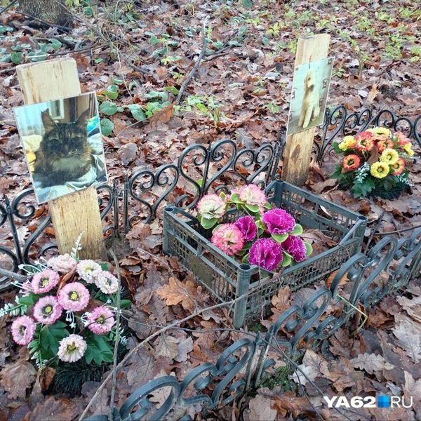 Источник: Анастасия Фокина / YA62.RU