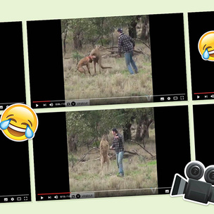 Видео драки кенгуру и человека взорвало YouTube