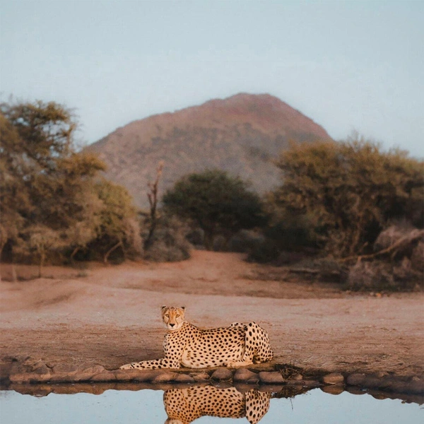 Второе место в номинации «Дикие животные» | Источник: Alexander Tasho / 1839 Awards Photographer of the Year 2025