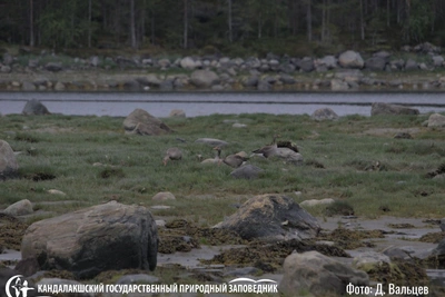 В Кандалакшском заповеднике заметили краснокнижных серых гусей