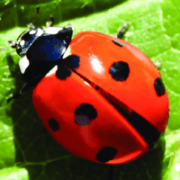 Аватарка Eleonora