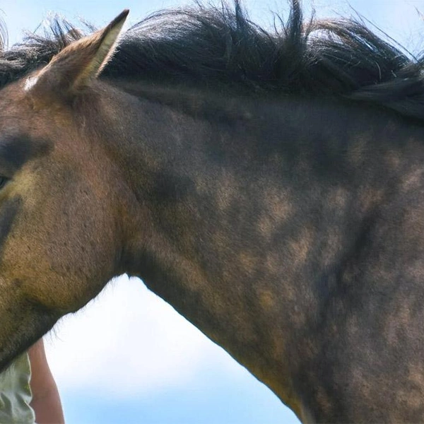 Источник: Школа Свободных Лошадей/koneterapia.ru