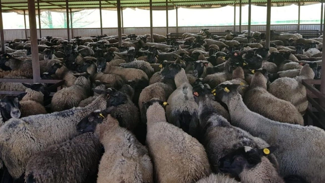 250 голов | Источник: «Золотое руно» / romanov-sheep.ru