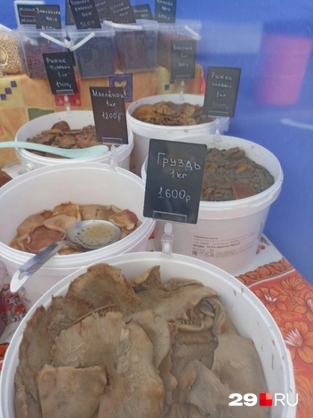 Источник: Иван Митюшёв / 29.RU