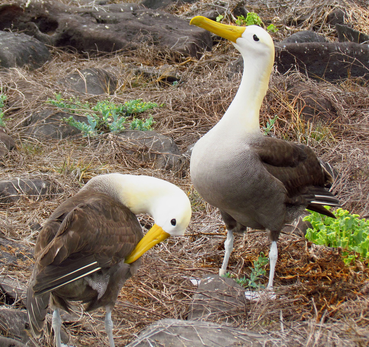 Большие обитатели больших морей: что мы знаем об альбатросах | Вокруг Света