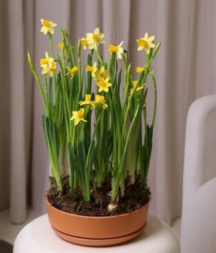 От бисквитного фарфора до ваз с цветочным принтом: как украсить дом к 8 Марта