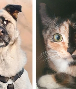 Котопёс недели: кошка Ницца и пес Кузя