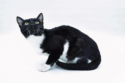 В Тюмени ищут хозяев для кота Коркуля и кошки Вертуты