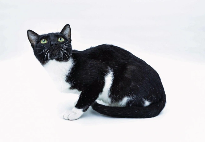 Красавице Вертуте всего полтора года | Источник: Vk.com/poteriashki