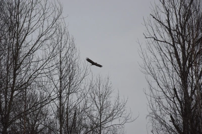 Гигантскую краснокнижную птицу сфотографировали в Омской области