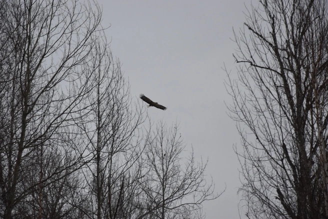 Орлан-белохвост может долго искать добычу, находясь в воздухе | Источник: «Управление по охране животного мира» / T.me