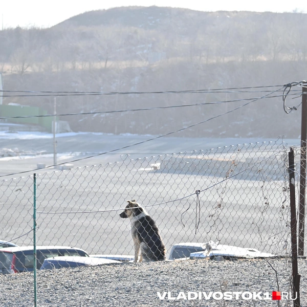 Источник: Елена Буйвол / VLADIVOSTOK1.RU