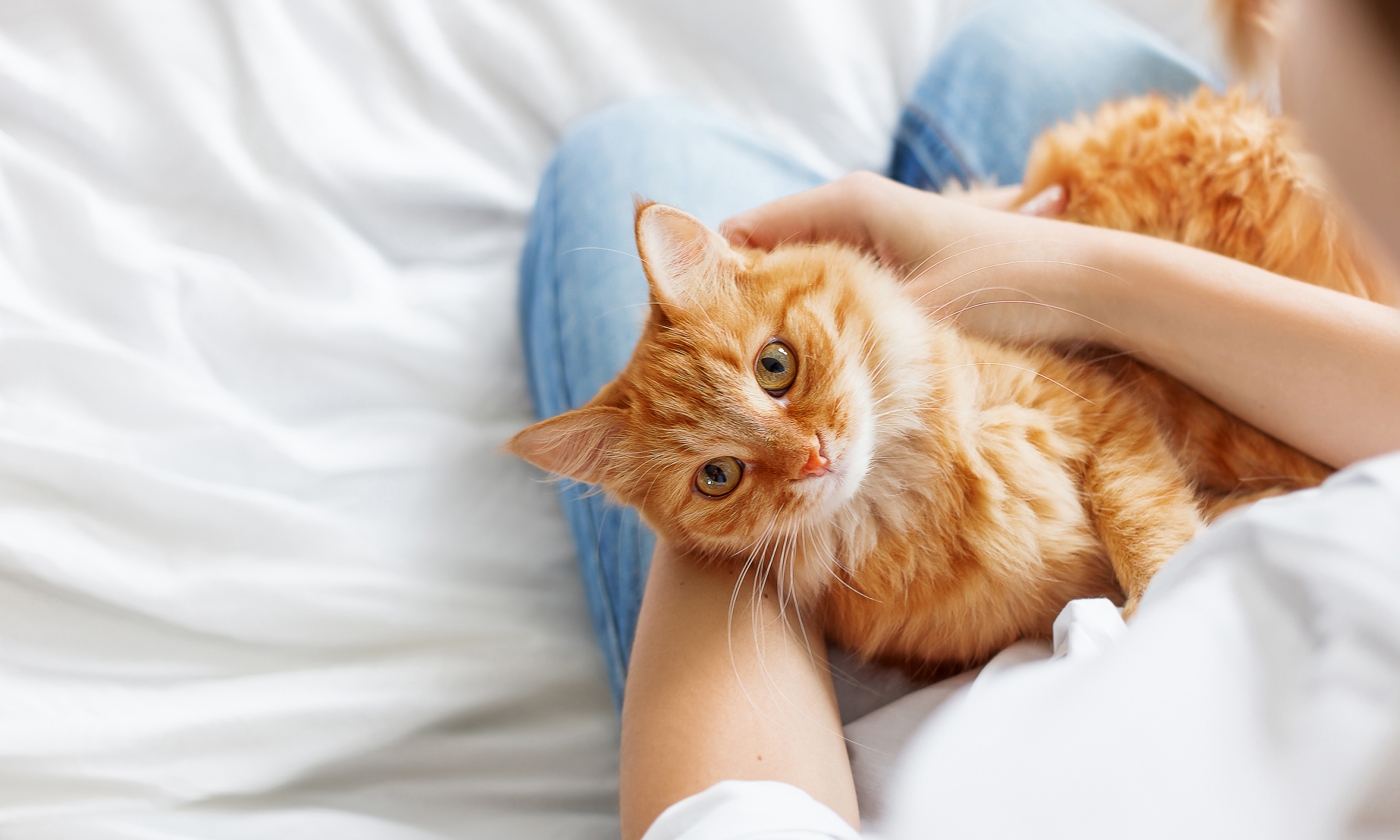 Почему кошки перебирают лапами. Рыжий кот на руках. Кошки лекари. Рыжий котёнок.