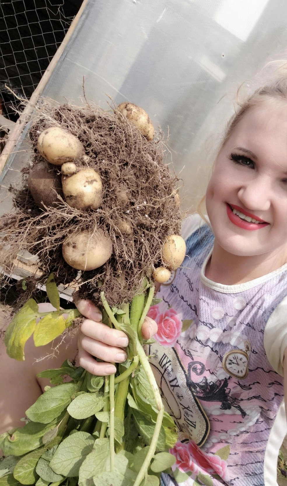 Уже в конце мая Анжелика выкопала первую картошку | Источник: Анжелика Л/ Vk.com