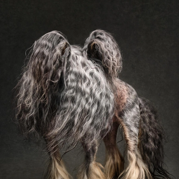 Победитель в номинации «Студийная съемка» | Источник: Jane Thomson / Dog Photography Awards 2025