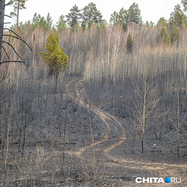 Источник: Олег Федоров / CHITA.RU