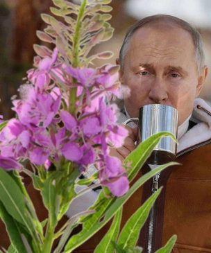 5 вопросов об иван-чае