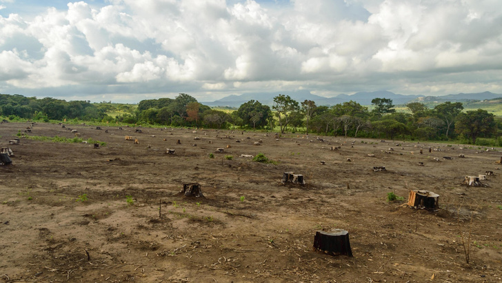 Были джунгли, остались пни: как в Кении восстанавливают основу жизни — мангровый лес