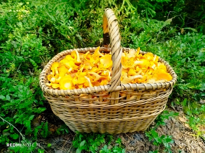 Грибник Андрей очищал грибочки сразу | Источник: Андрей Игоревич, Грибы Ярославской области 2025 / Vk.com