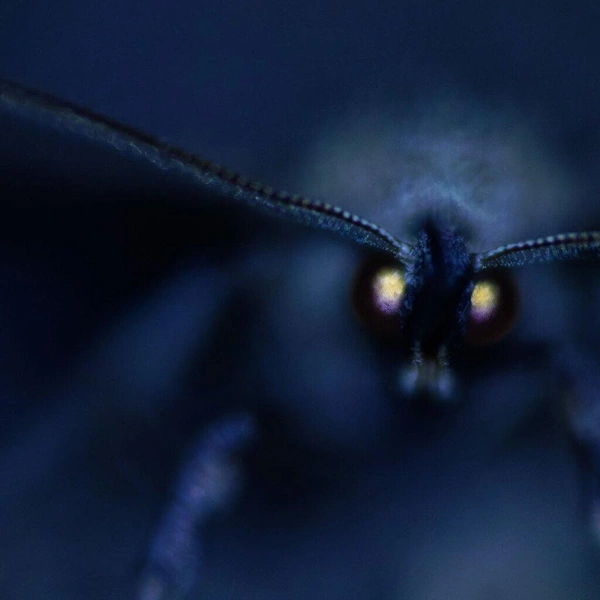 Второе место в номинации «Другие животные» | Источник: Ivo Niermann / European Wildlife Photographer of the Year 2025