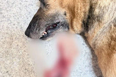 Неизвестные отравили собак в приюте, переселенном из-за стройки моста